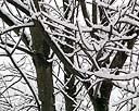 Snow Covered Branches.jpg